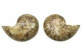 Jurassic Nautilus (Cymatoceras) Fossil Pair - Madagascar #282704-1